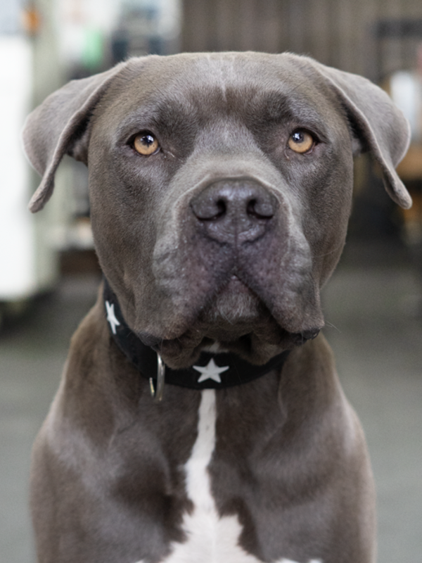  Balu